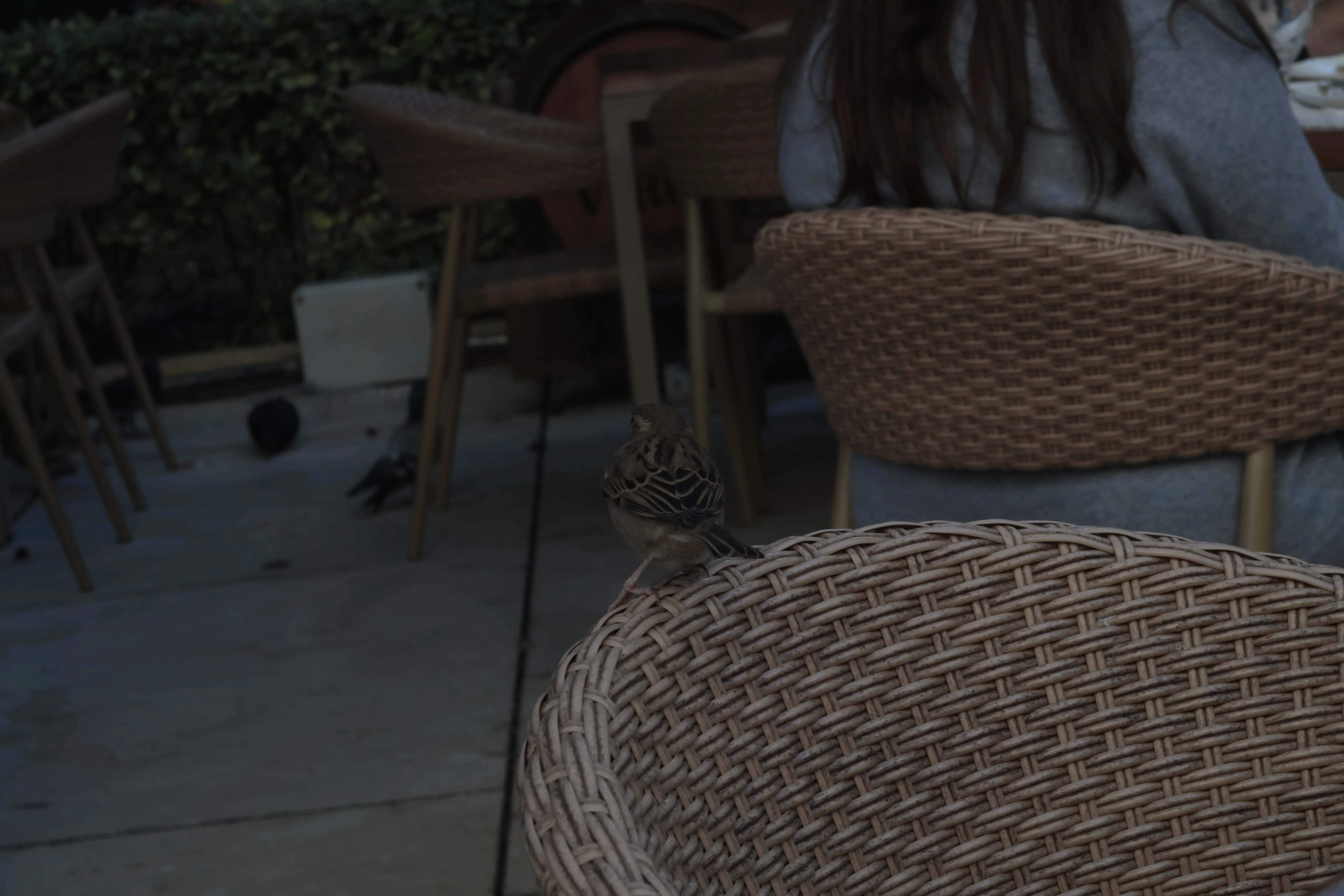 Industar-50-2 50mm f3.5 (M42) - _I4A1149.webp